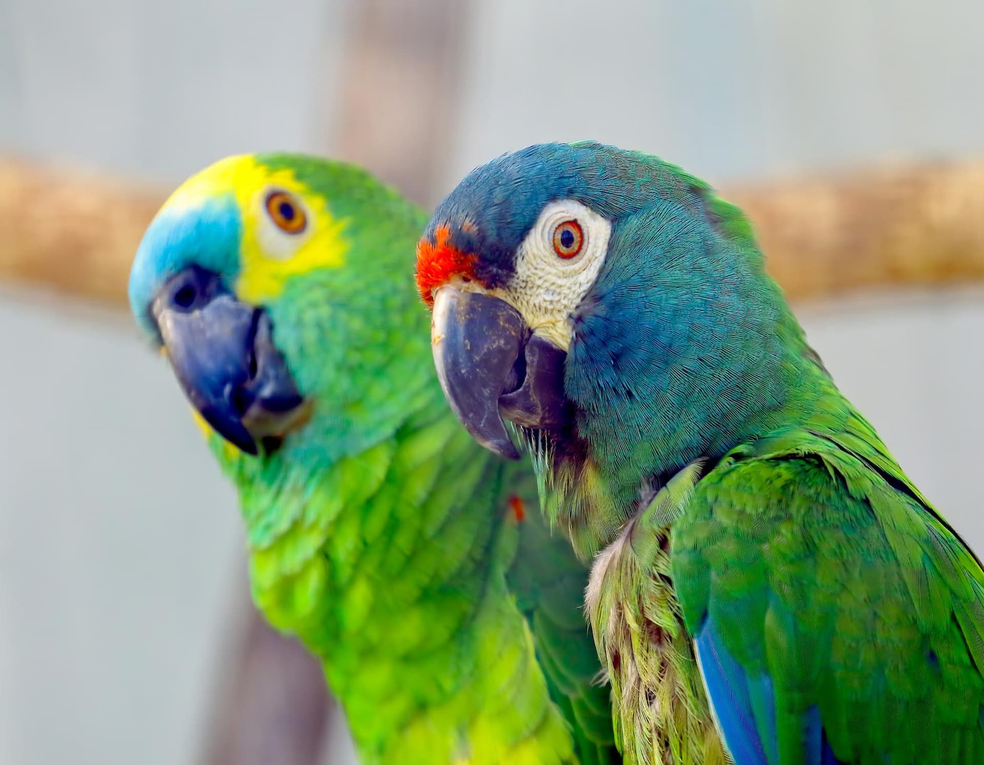 ¿Es para mi un guacamayo? 1