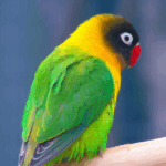 Loro Agapornis 1