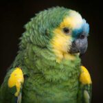 Loro Amazonas Aestiva 1