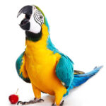 Loro Guacamayo Ara Ararauna 1