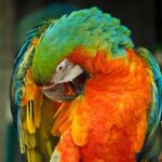 Loro Guacamayo Arlequín 1