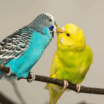 Loro Periquito 1